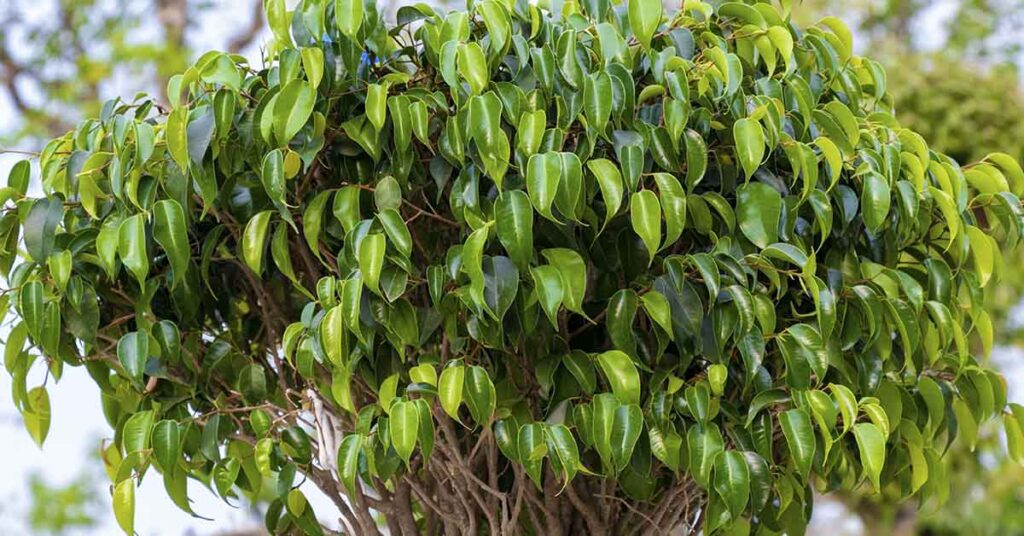 Steer Clear of These 20+ ‘Unlucky’ Plants in Your Home - Featured image