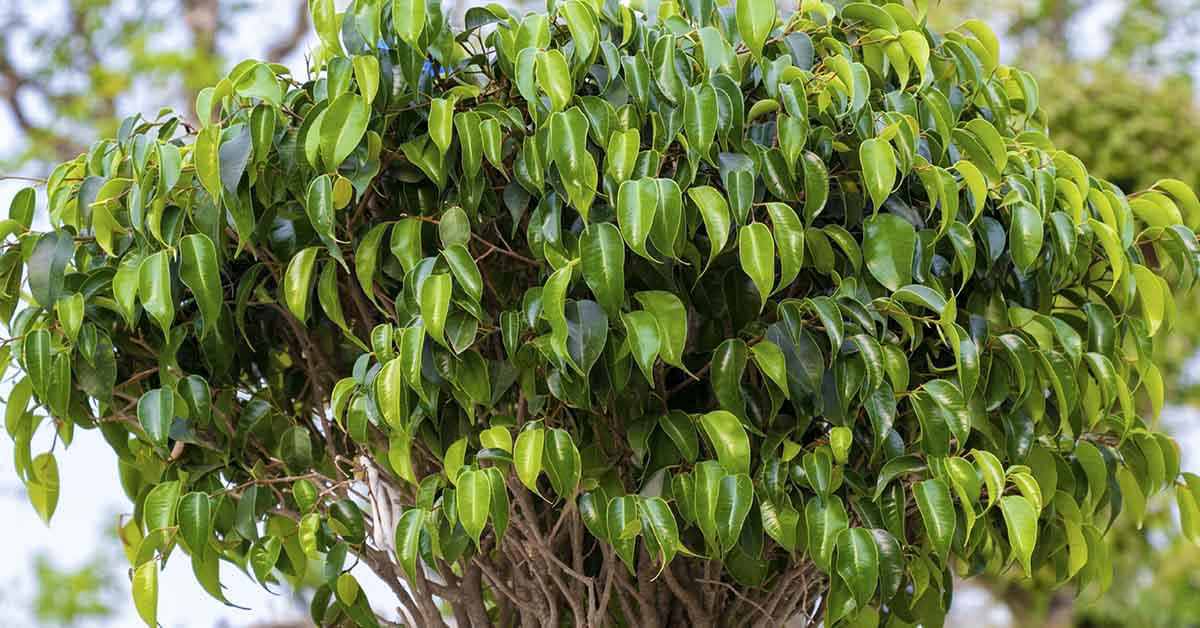 Steer Clear of These 20+ ‘Unlucky’ Plants in Your Home