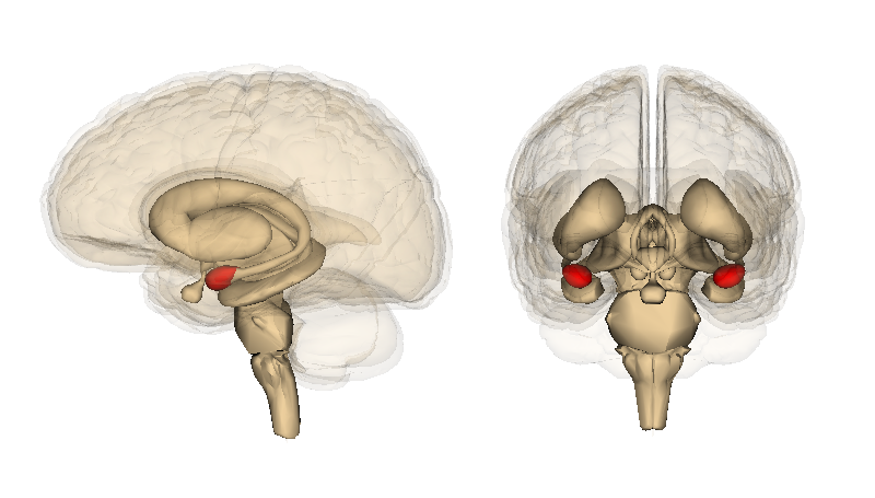 A 3D medical illustration of the human brain shown from two angles, a side profile on the left and a front-facing view on the right. Both are semi-transparent, exposing internal structures. The amygdala is highlighted in red on each view.