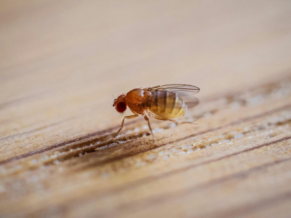 close up image of fly on wood
