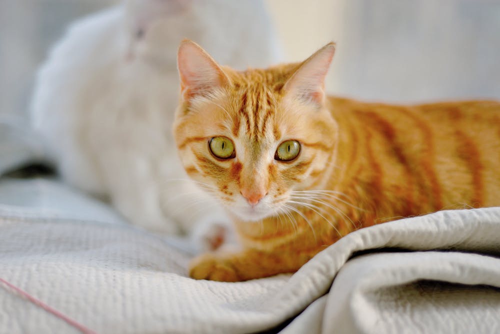 Mother Makes Son Smash His PS5 After He Does The Same Thing To Her Pet Cat - Featured image