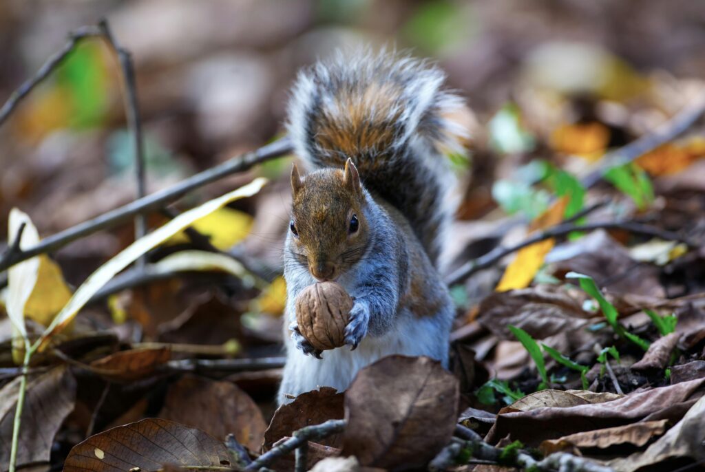 Close-up of Grey Squirrel Holding Nut in Autumn Forest