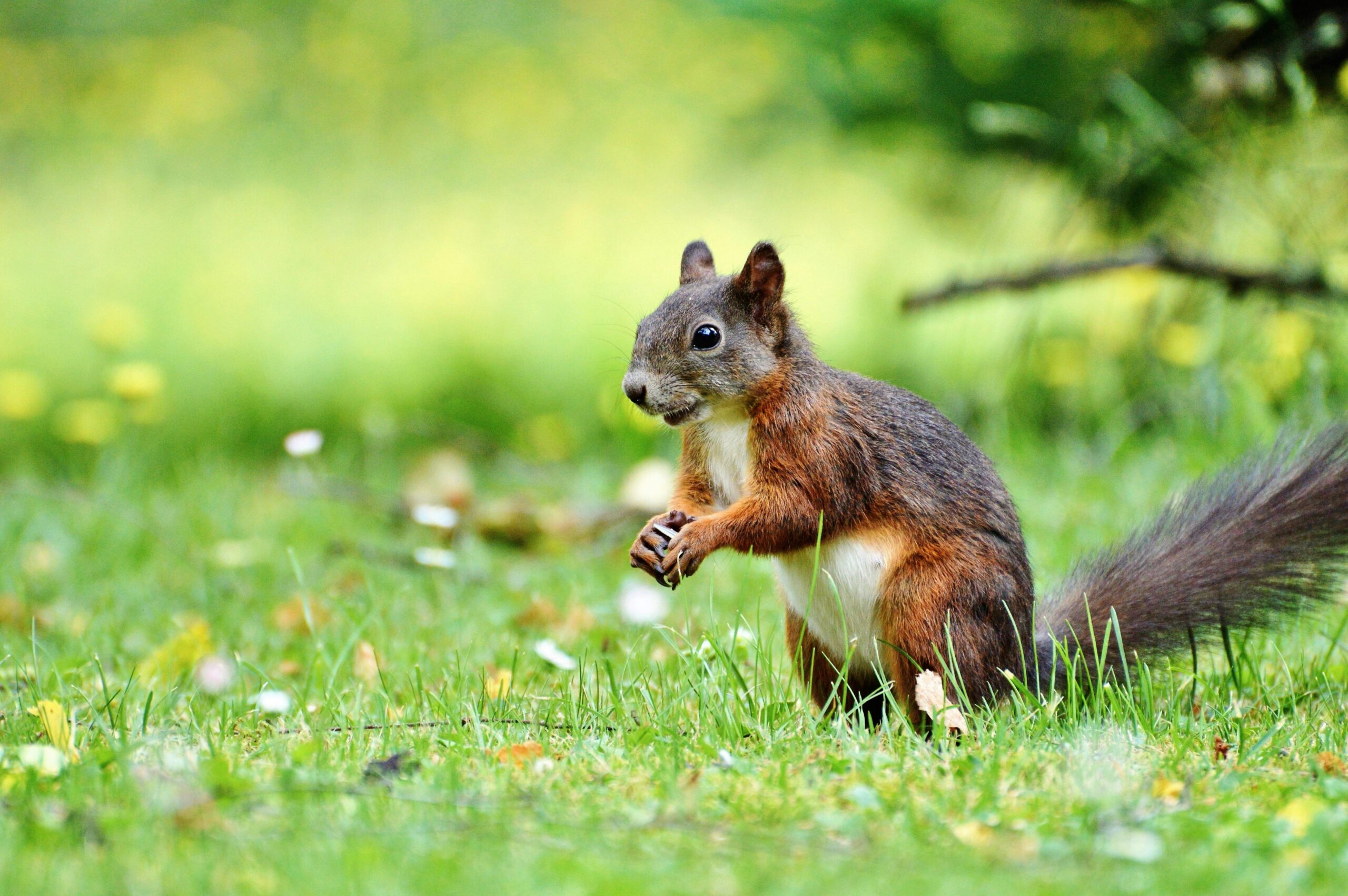 Squirrels Are Picking Up E-Cigs, And It’s Not What You Think