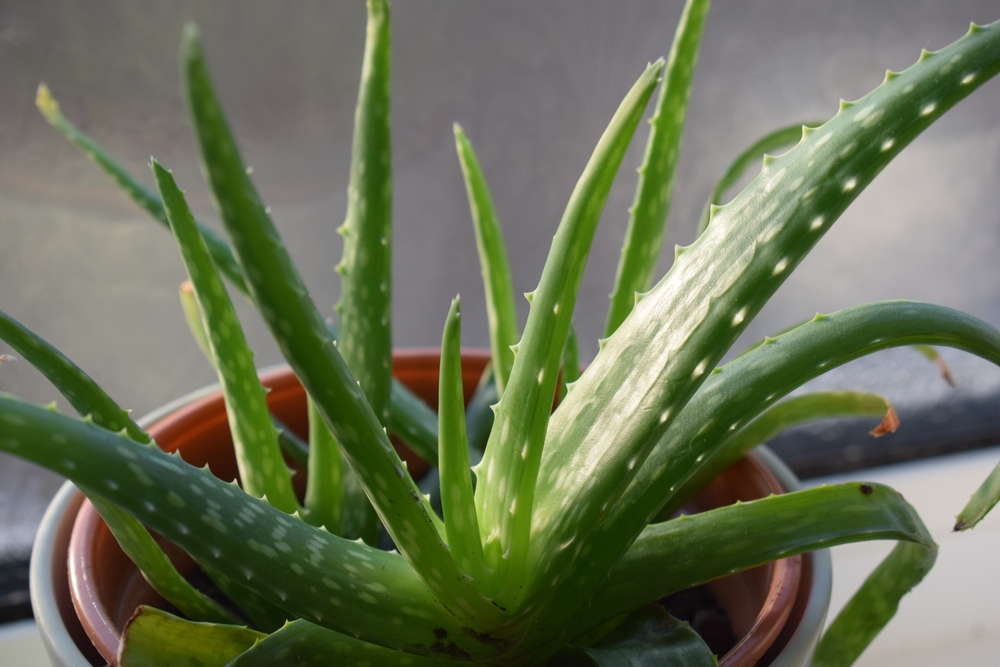 What Aloe Vera Does To Your Body, And Ways To Benefit From It Daily - Featured image