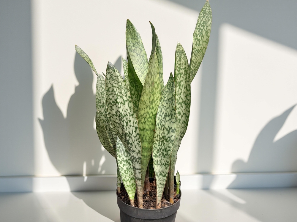 The snake plant (Sansevieria trifasciata), in addition to being an ornamental plant, also has many benefits. 