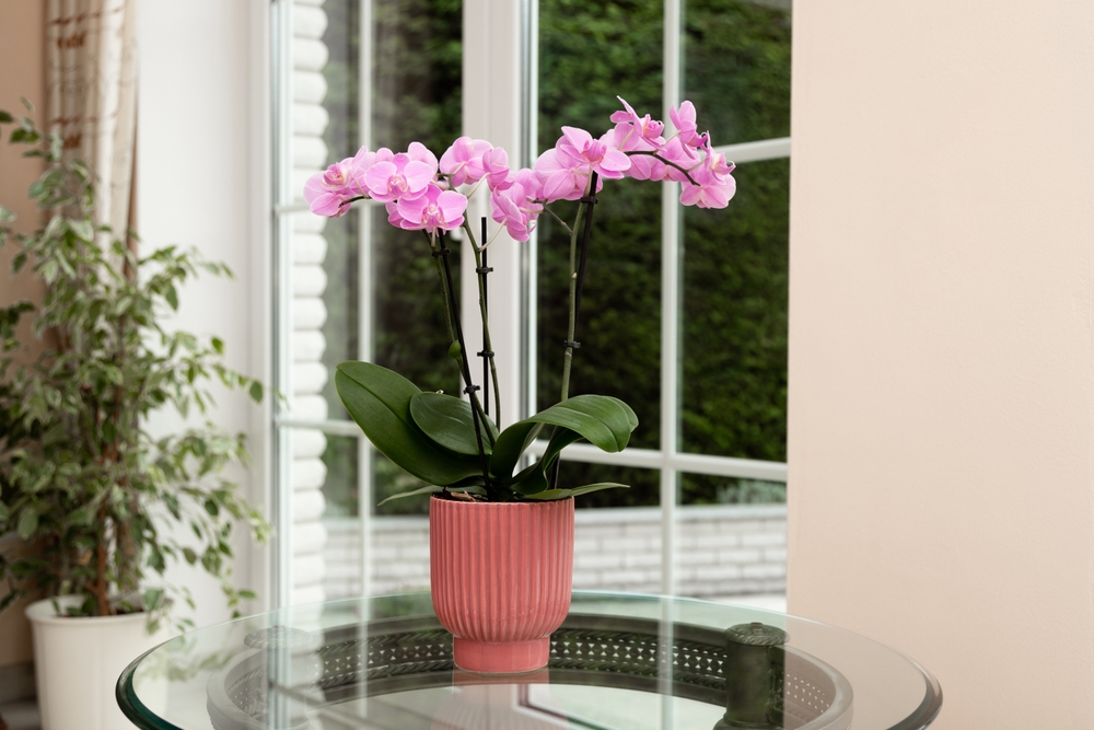 Orchid on a glass table in the living room. Beautiful Orchid Plant in Modern Home Interior