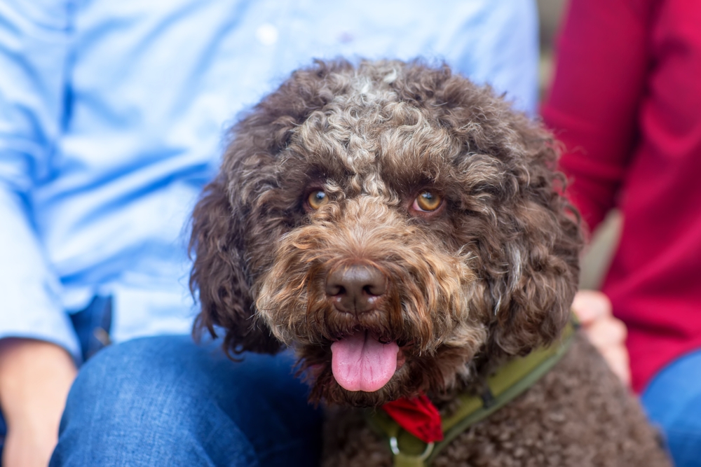 A brown lagotto romagnolo truffle dog, also called as Italian waterdog, sitting and looks around. He's wearing a red bow tie, dressed up dog. Natural light, selective focus.
