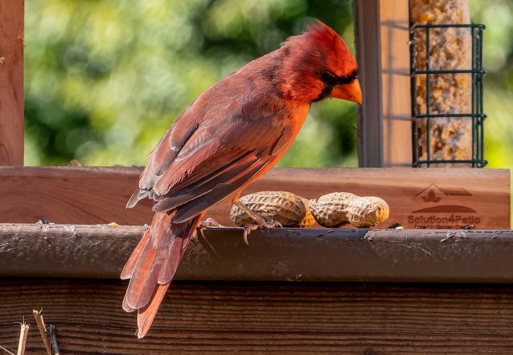 Northern Cardinal on the bird feeder in late afternoon                               