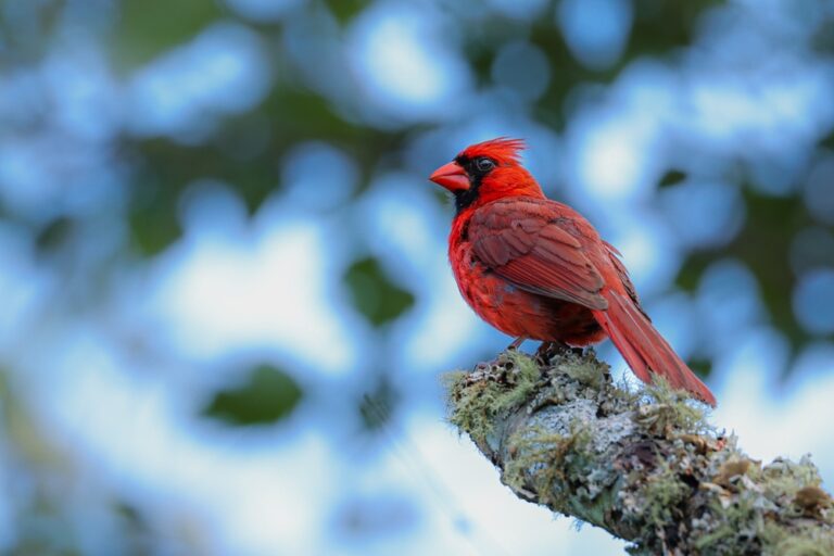 Seeing a Cardinal: Meaning, Symbolism & Messages from Beyond - Featured image