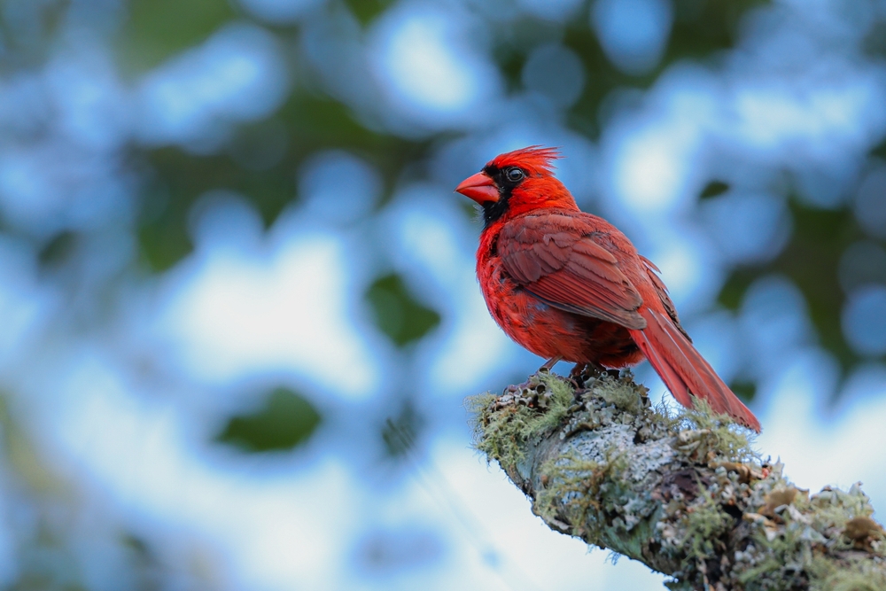 Seeing a Cardinal: Meaning, Symbolism & Messages from Beyond - Featured image