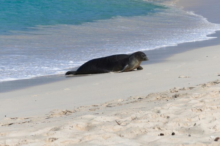 Tourist Who Threw a Rock at an Endangered Seal Has a Lawyer and His Defense is Wild - Featured image