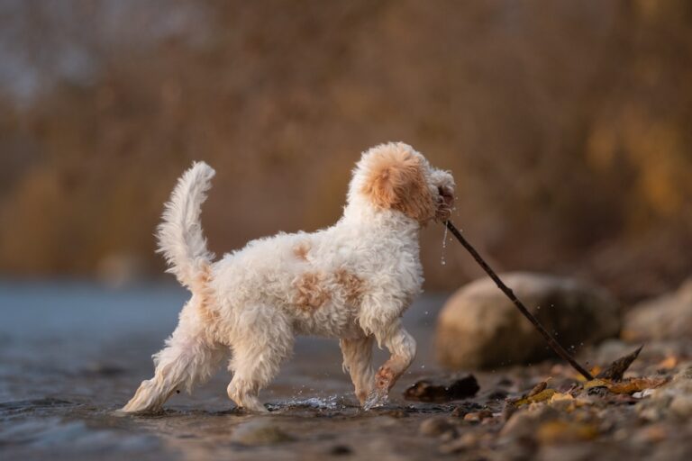 Newly Adopted Puppy Digs Up $8,000 in Gold Coins on First Walk - Featured image