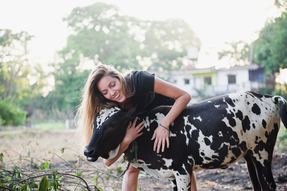 The Dutch practice of cow cuddling may actually lower your stress levels - Featured image