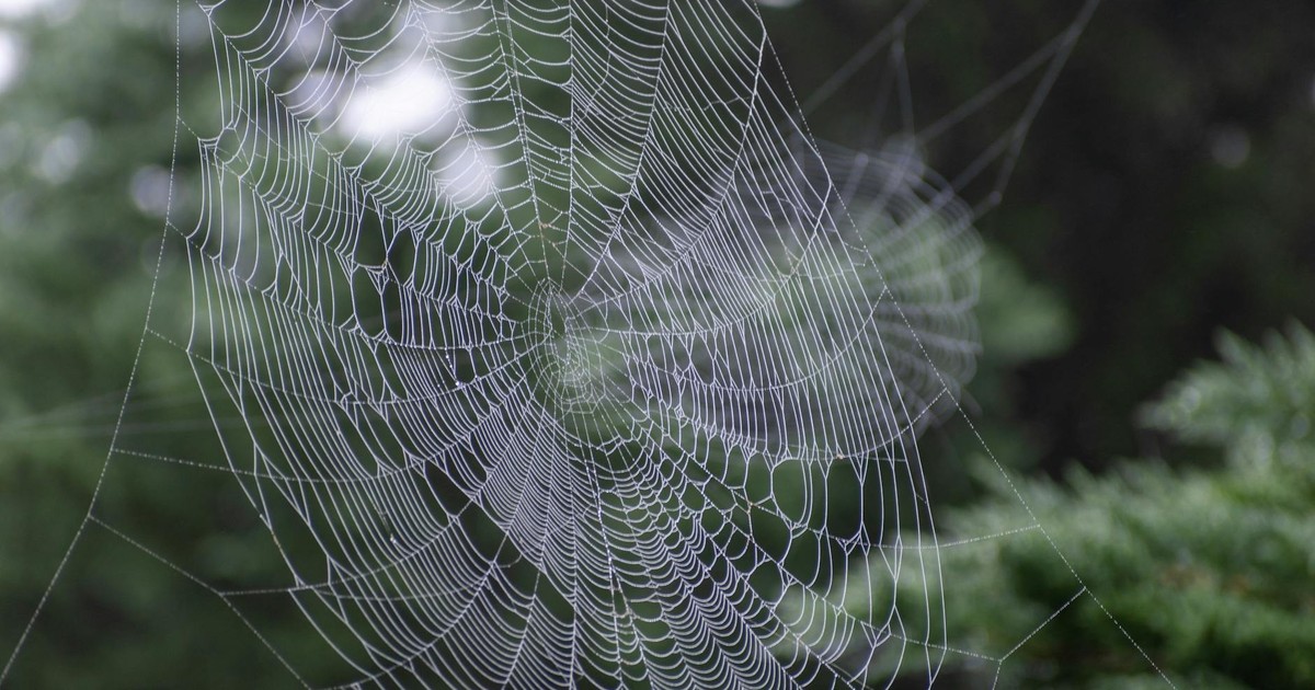 Seeing Spiders Everywhere? Here Are 7 Spiritual Messages They’re Sending You