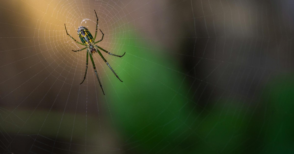 Detailed close-up of a spider on a delicate web, illuminated by natural light against a blurred green background.