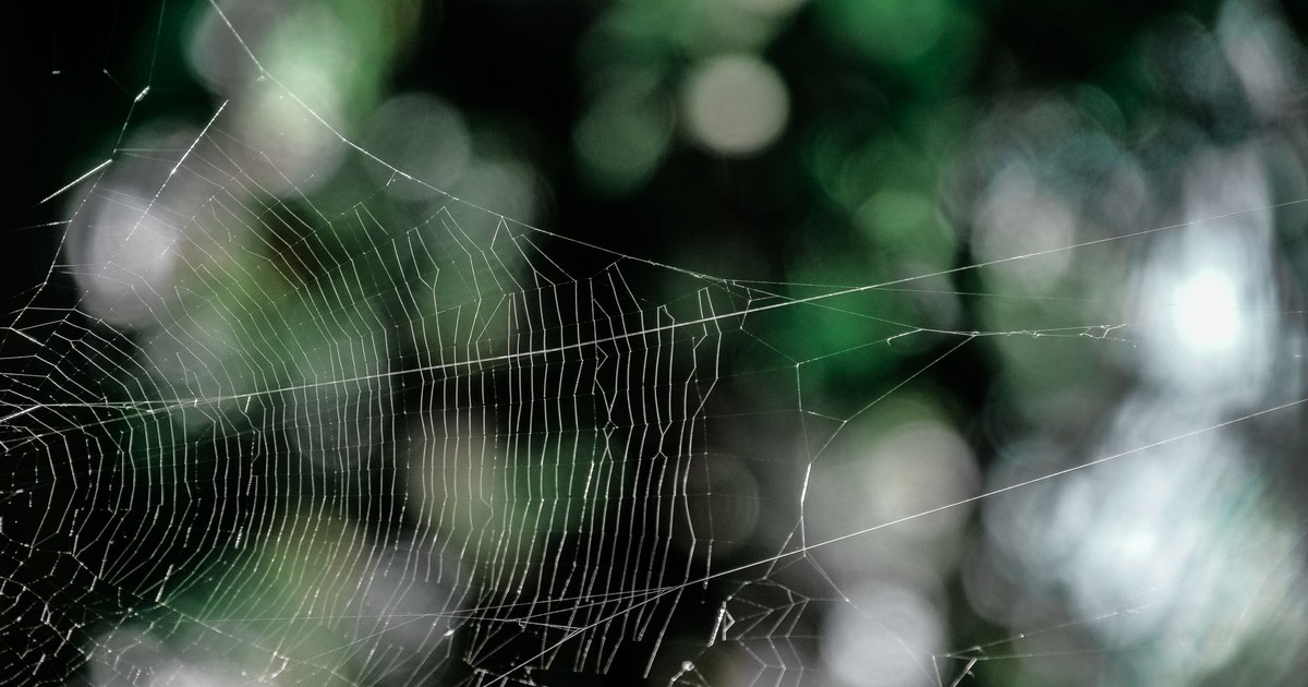 Beautiful close-up of a spider web with a soft, bokeh background.