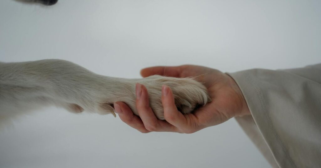 The 15 Most Beloved Movies About Animals and Unbreakable Friendship - Featured image