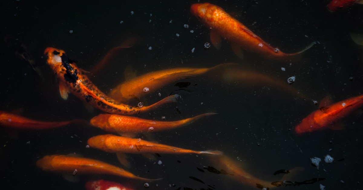 Colorful koi fish swim gracefully underwater, showcasing vibrant hues and natural beauty.