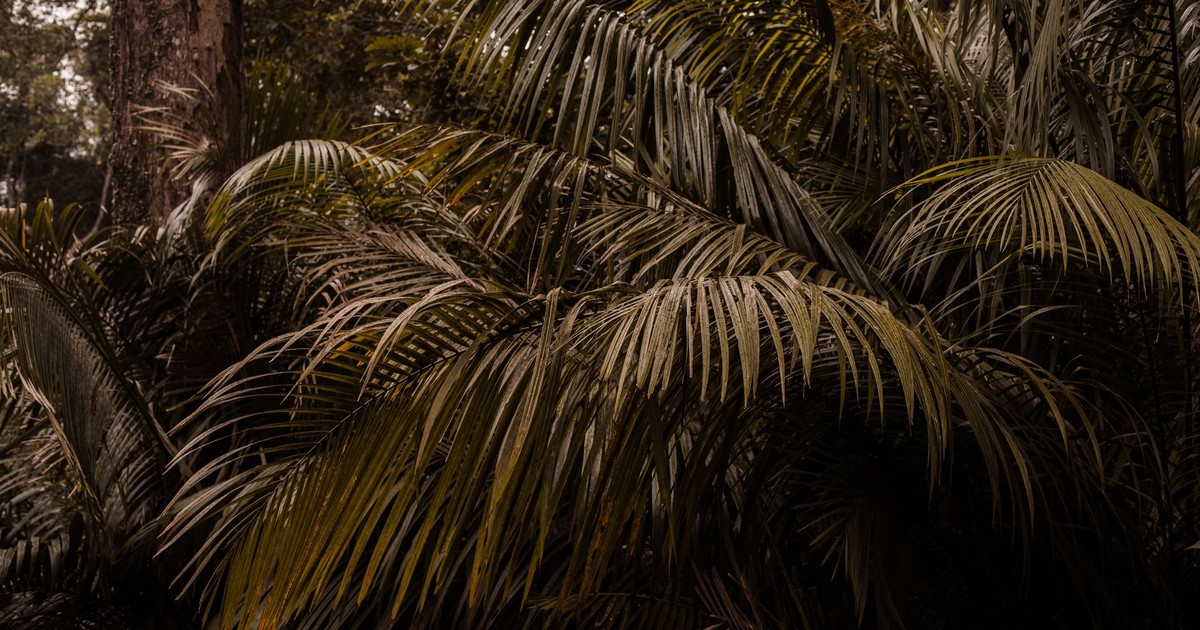 Serene view of tropical palm trees in George Town's lush rainforest.