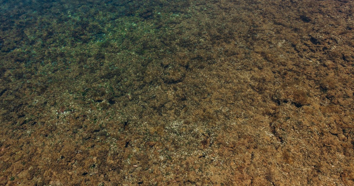 Clear view of textured rocky underwater surface with natural colors.