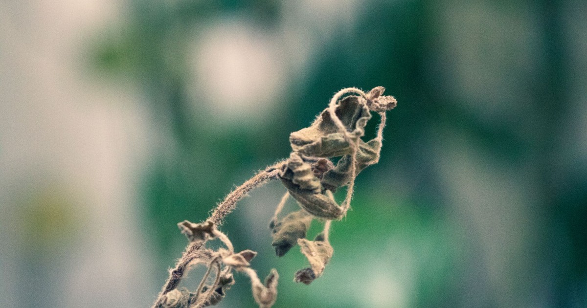 Detailed shot of a withered plant reflecting natural decay and growth cycles.