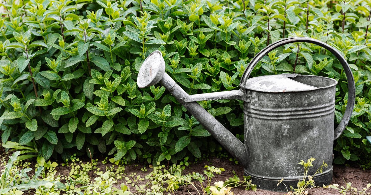 A metal watering can beside green shrubs in a garden setting, perfect for gardening themes.