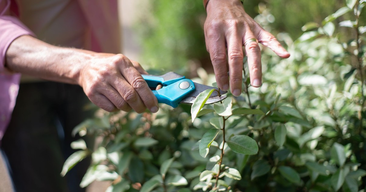 Close-up of hands pruning plants with shears in a sunny garden, showcasing gardening care.