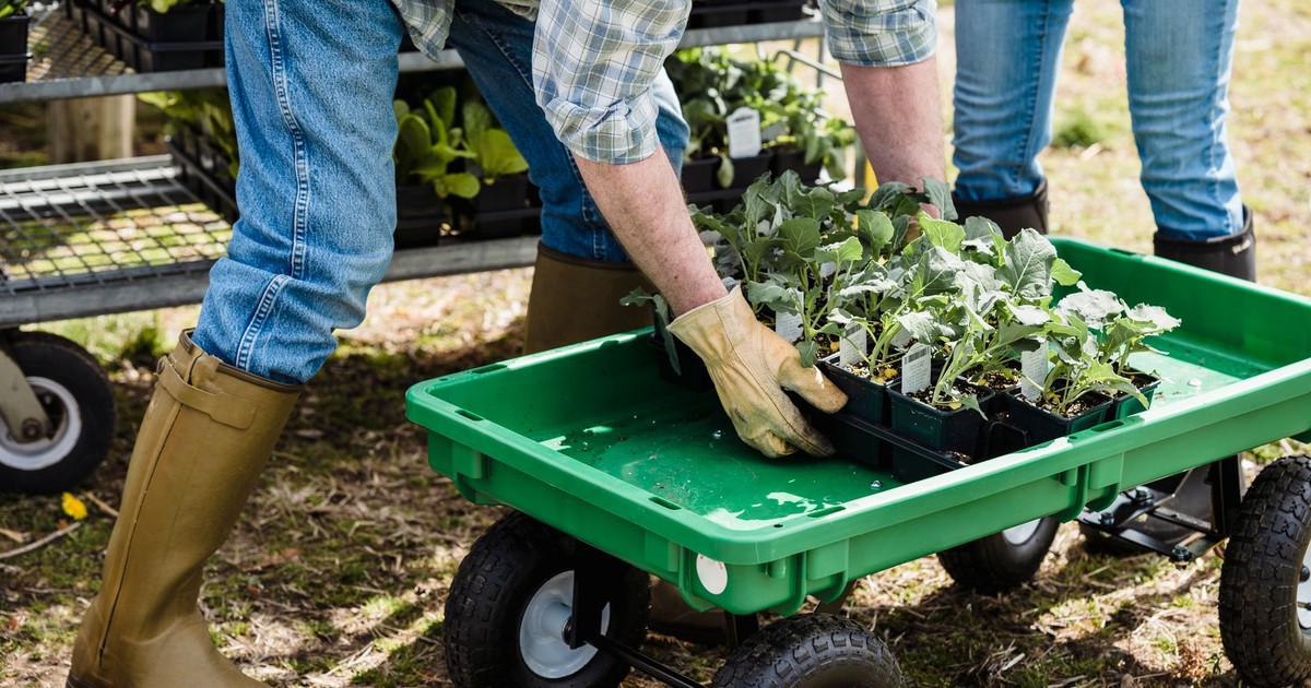 Crop anonymous farmers in casual clothes picking container with various fresh organic plants from wheelbarrow while working in countryside in daylight