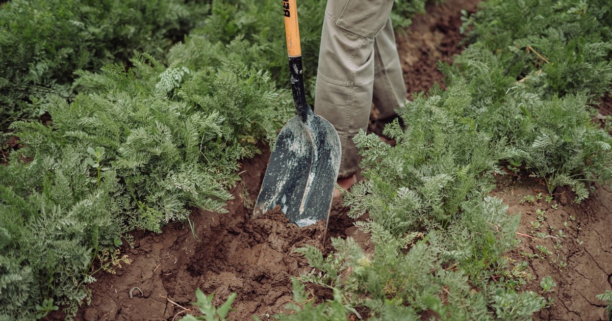A person using a shovel to dig soil in a vegetable garden with lush green plants.
