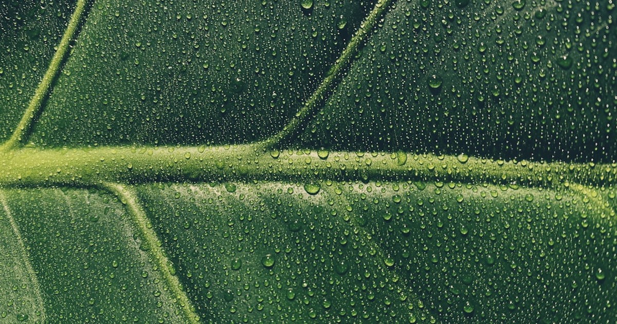 water droplets on green leaf