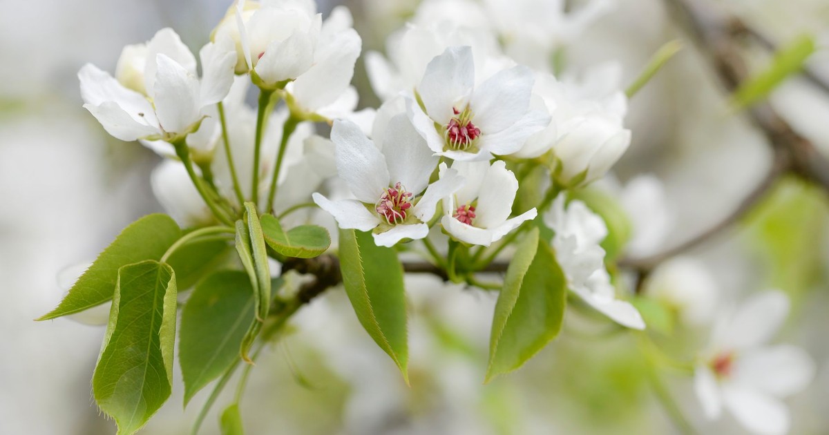 Close-up of delicate white pear blossoms and green leaves in full bloom, showcasing spring beauty.