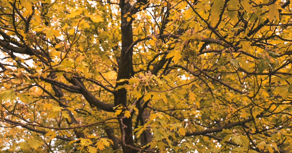 Capture the beauty of fall with golden maple leaves on tree branches.