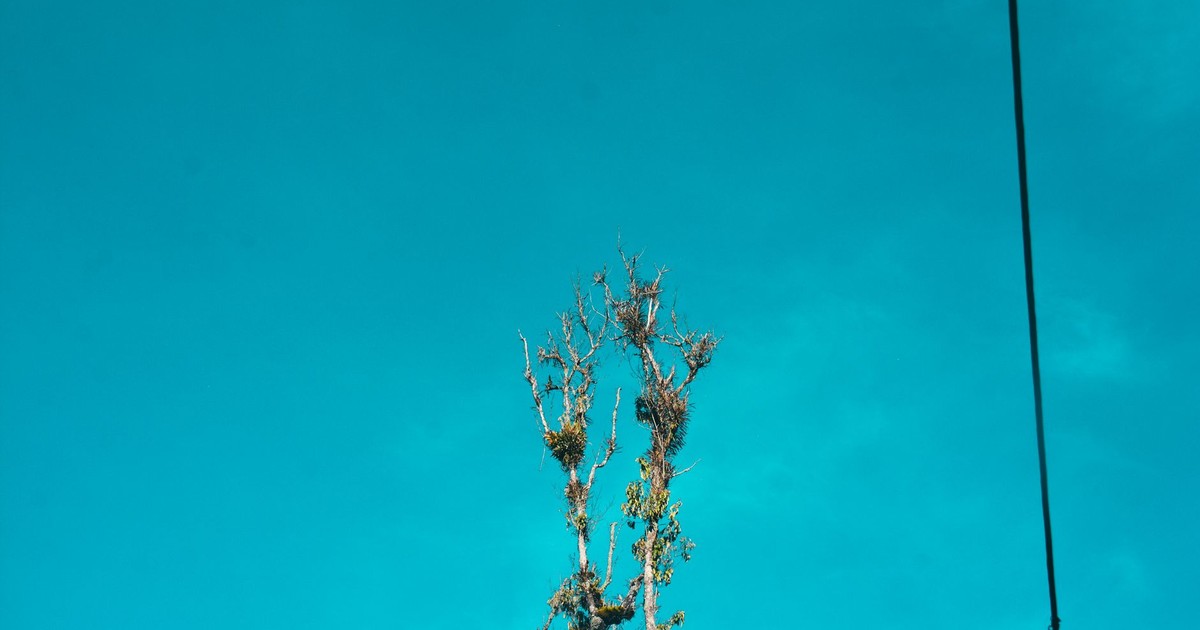 A minimalist image of a lone tree branch against a vibrant blue sky, capturing the essence of nature's simplicity.