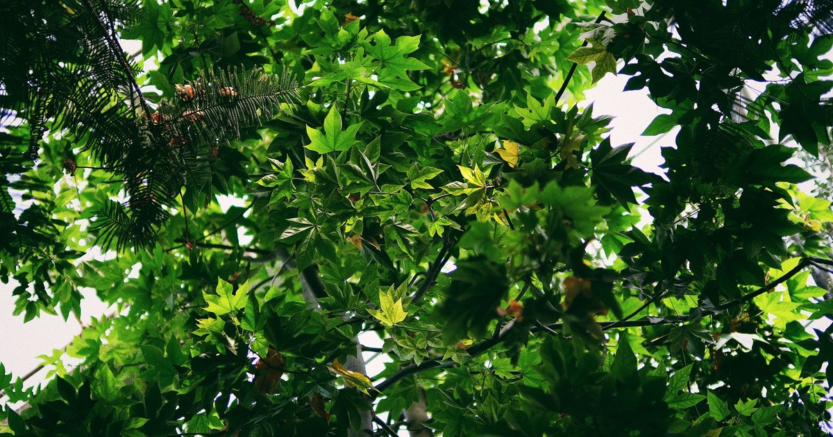Bright green leaves and branches viewed from below, creating a lush canopy effect.