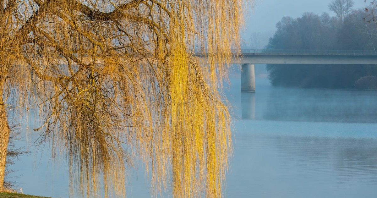A tranquil autumn landscape featuring a willow tree by a calm river with a distant bridge.