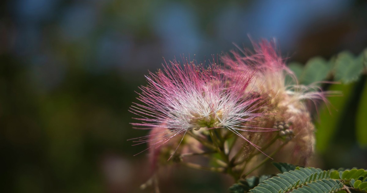 Macro photography of pink mimosa flowers in full bloom with green leaves.