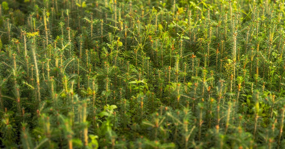 Vibrant young pine saplings growing in a lush green environment, basking in sunlight.