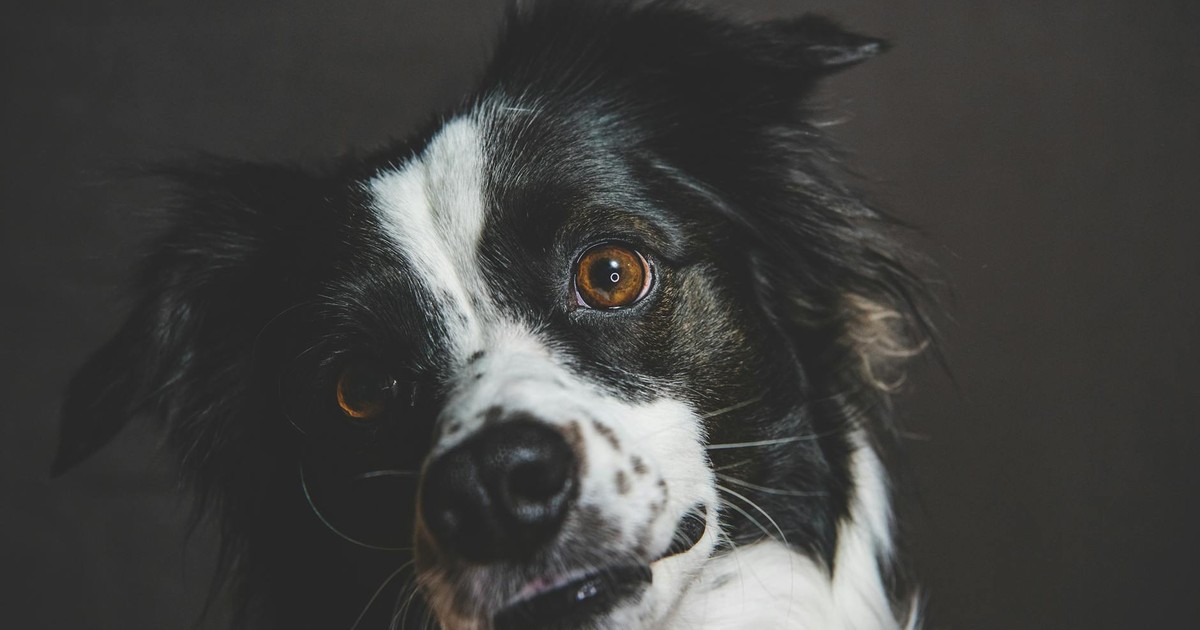 Adorable close-up of a Border Collie with a captivating gaze, perfect for pet-related content.