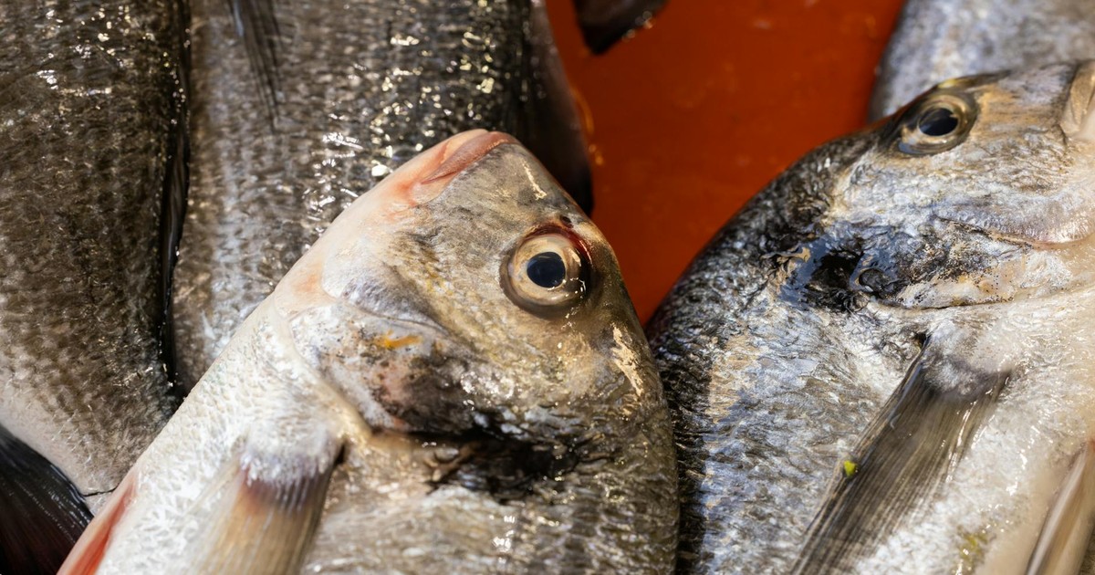 A close-up view of fresh, raw fish displayed on a market stall, showcasing texture and freshness.