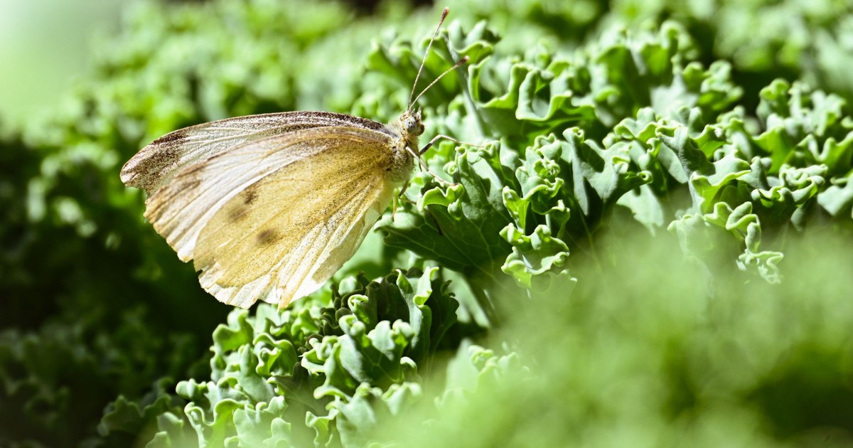 Close-up of a cabbage white butterfly resting on vibrant green kale leaves, capturing nature's beauty.