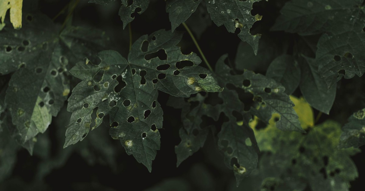 From above green leaves covered with holes from pests on summer day in garden