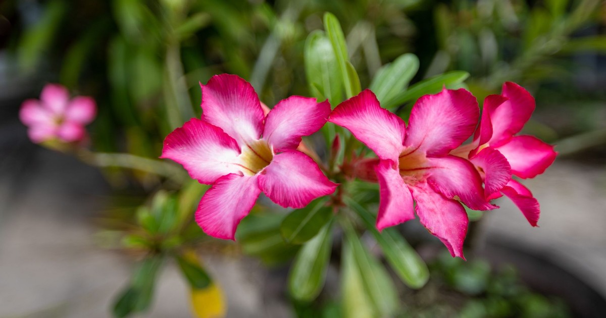 Close-up view of vibrant pink Adenium flowers in full bloom against a lush green background.