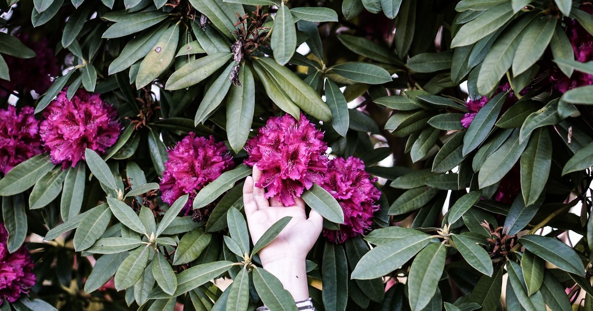 A hand reaches towards vibrant pink rhododendron blooms among lush green leaves.