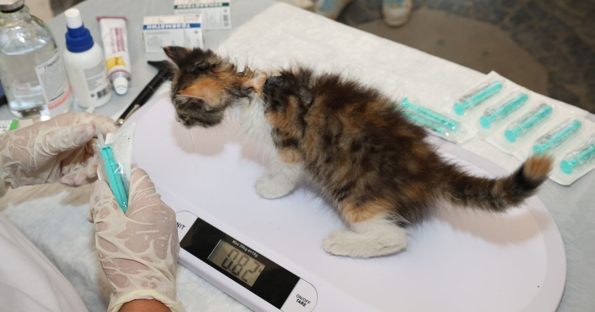A veterinarian weighs a small kitten during a checkup at a clinic for pet health assessment.