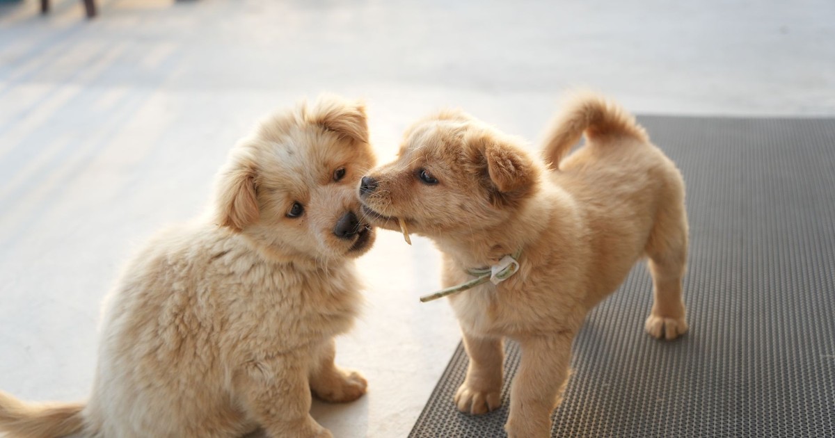 Two fluffy golden puppies playfully interacting on an outdoor rooftop setting.