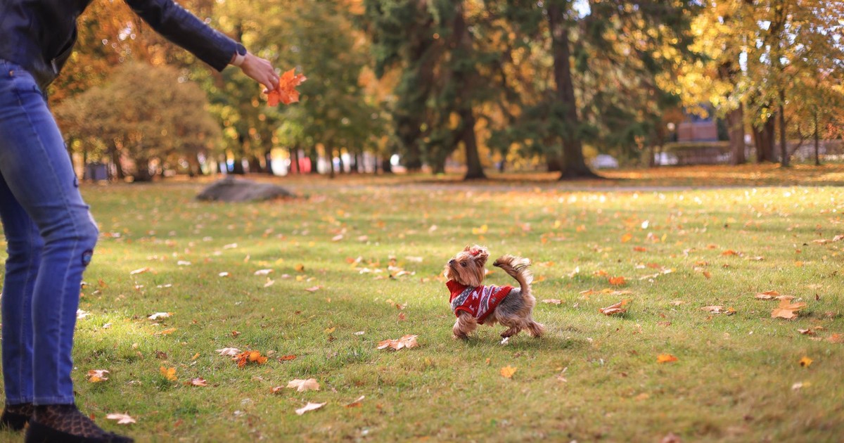 A dog in a red sweater joyfully plays with a person in an autumn park filled with fallen leaves.