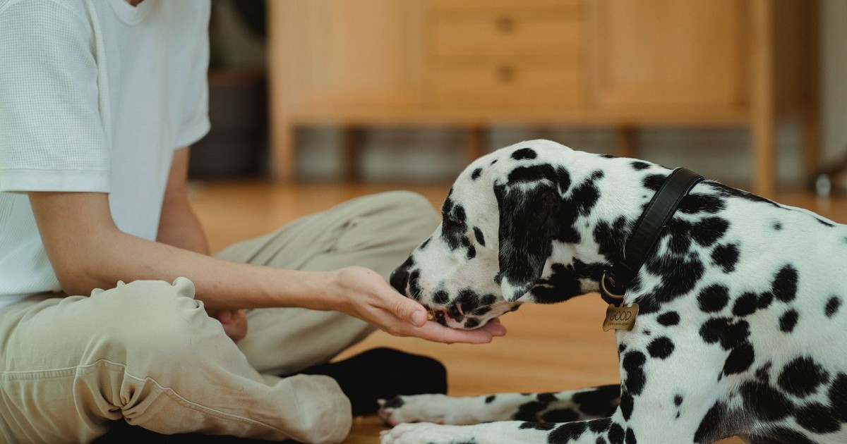 A Dalmatian dog being lovingly fed by its owner indoors, capturing a heartwarming moment.