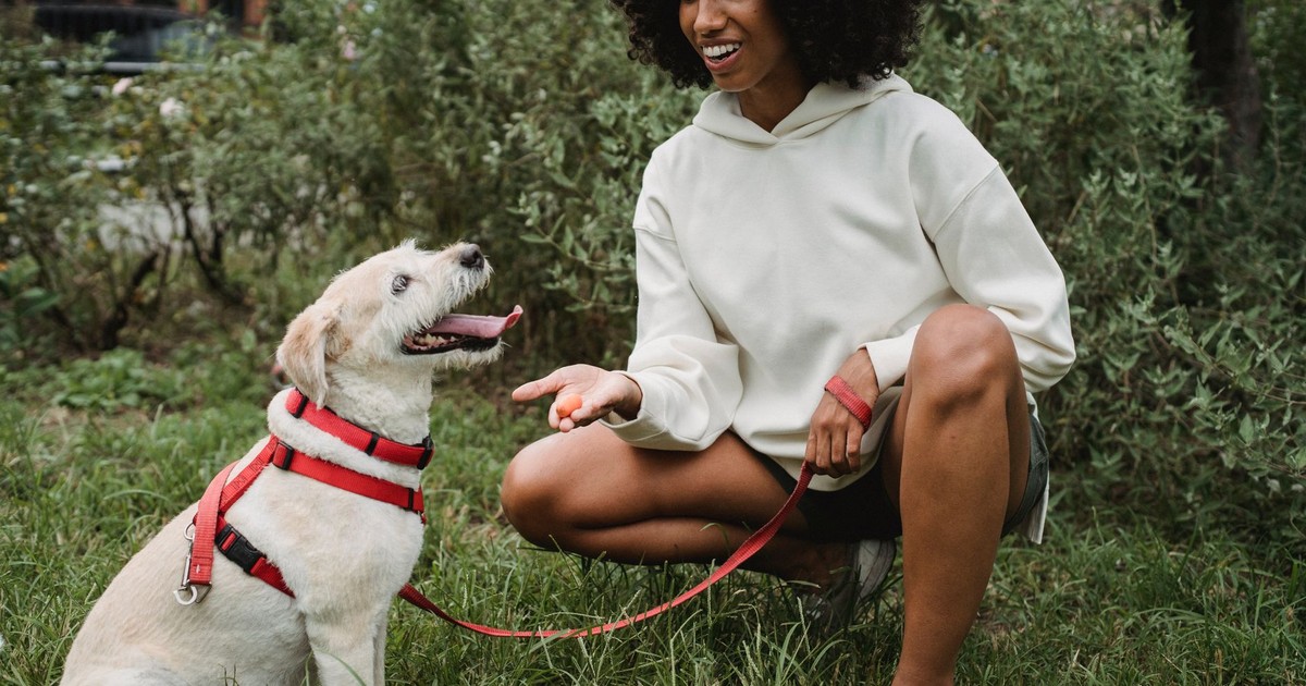 Cheerful crop African American female owner giving treat to Labrador Retriever while teaching commands in park