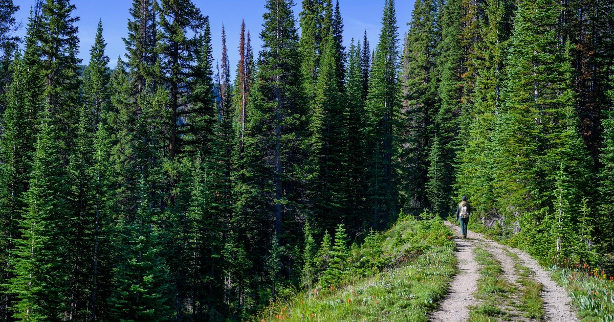 A lone hiker walks along a scenic forest trail lined with tall pine trees under a clear sky.