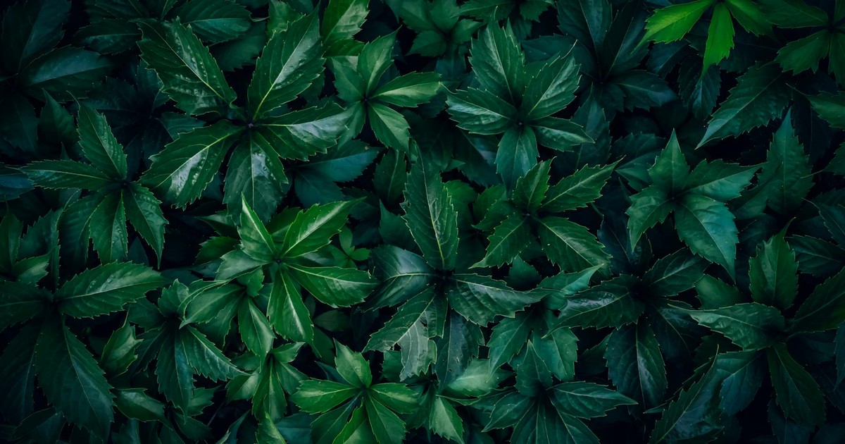 Close-up of dark green creeper leaves creating a natural pattern. Ideal for nature themes.
